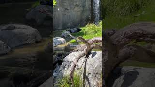 Hes Just Taking A Lil Nappy Nap  siestafypnaturesilverbackgorilla