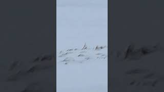 Untitled Goose goose snow spring animals