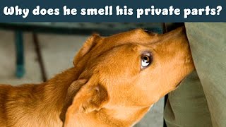 Why Do Dogs Love Smelling Their Private Parts? See the Meanings