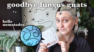 how to use beneficial NEMATODES to get rid of FUNGUS GNATS 🪴🦟
