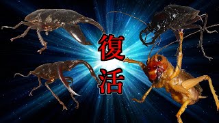 【節足動物バトル】CAIZIN新作復活企画～新たなる戦い～【異種格闘技】