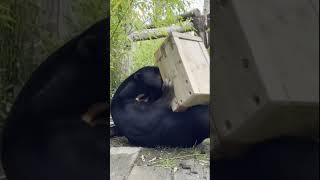 Sun Bear Investigates Puzzle Feeder Box At Hertfordshire Zoo In Broxbourne, United Kingdom