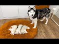 Old Husky and Tiny Puppies Before Becoming Friends! Cat's Reaction to Puppy