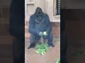 名古屋市東山動植物園のゴリラが、最高でした！今年一番いい動画撮れたと思ってる。￼