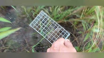 Cách Bẫy Chuột Đồng Mùa Lúa Chét/Và Cái Kết.../Tèo Ngố TV. 128.