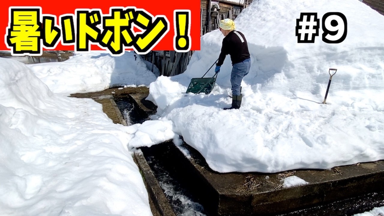 【ドボン】2025-03-22（土）今日は暑いドボン！武七の除雪・雪かき日記　snow removal ASMR