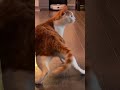 😹 Cats Doing Cats Things 😹 #shorts #funnycat #fyp
