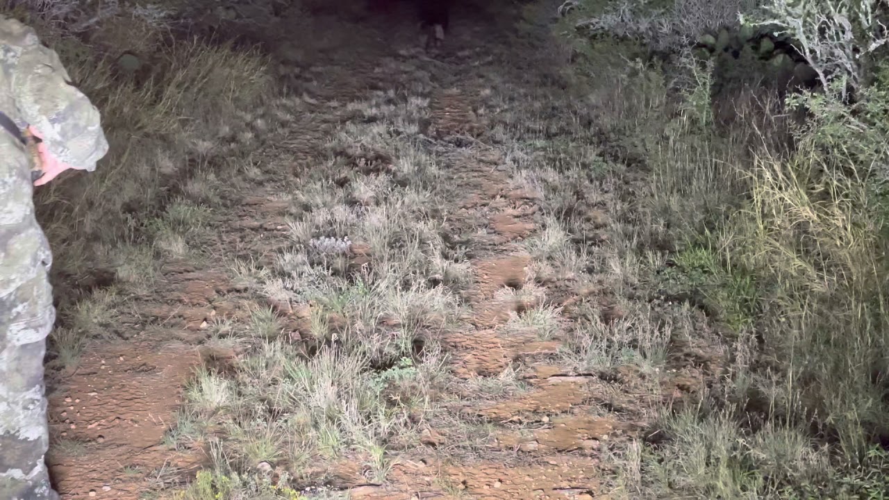 South Texas Javelina Bow Hunting YouTube