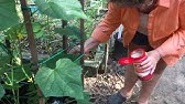 TRG 2012: Curing Yellowing Cucumber Leaves with Epsom Salt/Magnesium