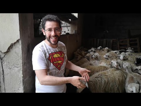 Video: Le pecore sono ferite quando vengono tosate?