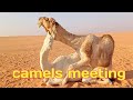camel meeting male and female camel mating in desart Saudi Arabia