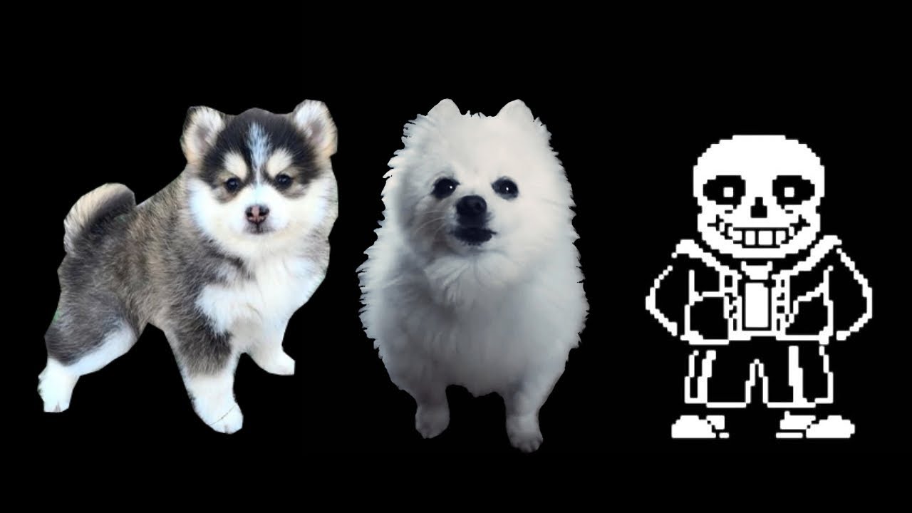 Megalovania By Toby Fox But It S Doggos And Gabe Youtube