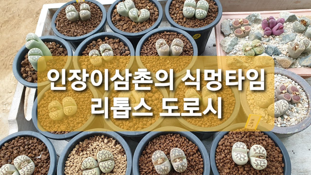 [인장이삼촌의식멍타임]다육이 리톱스 도로시(Lithops dorotheae)