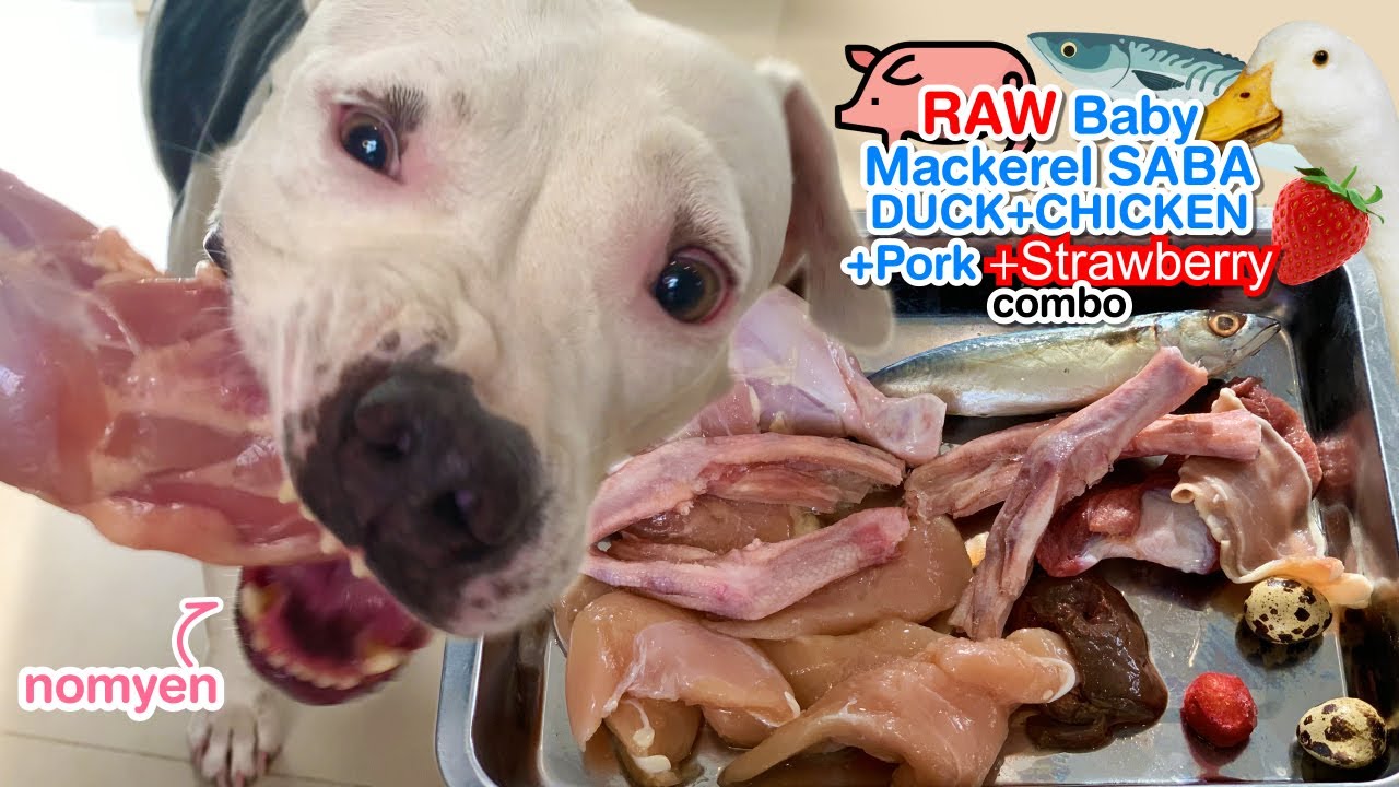 🐄🐶nomyen The Pit Bull eats RAW🐟BABY MACKEREL SABA🦆DUCK🐓CHICKEN combo
