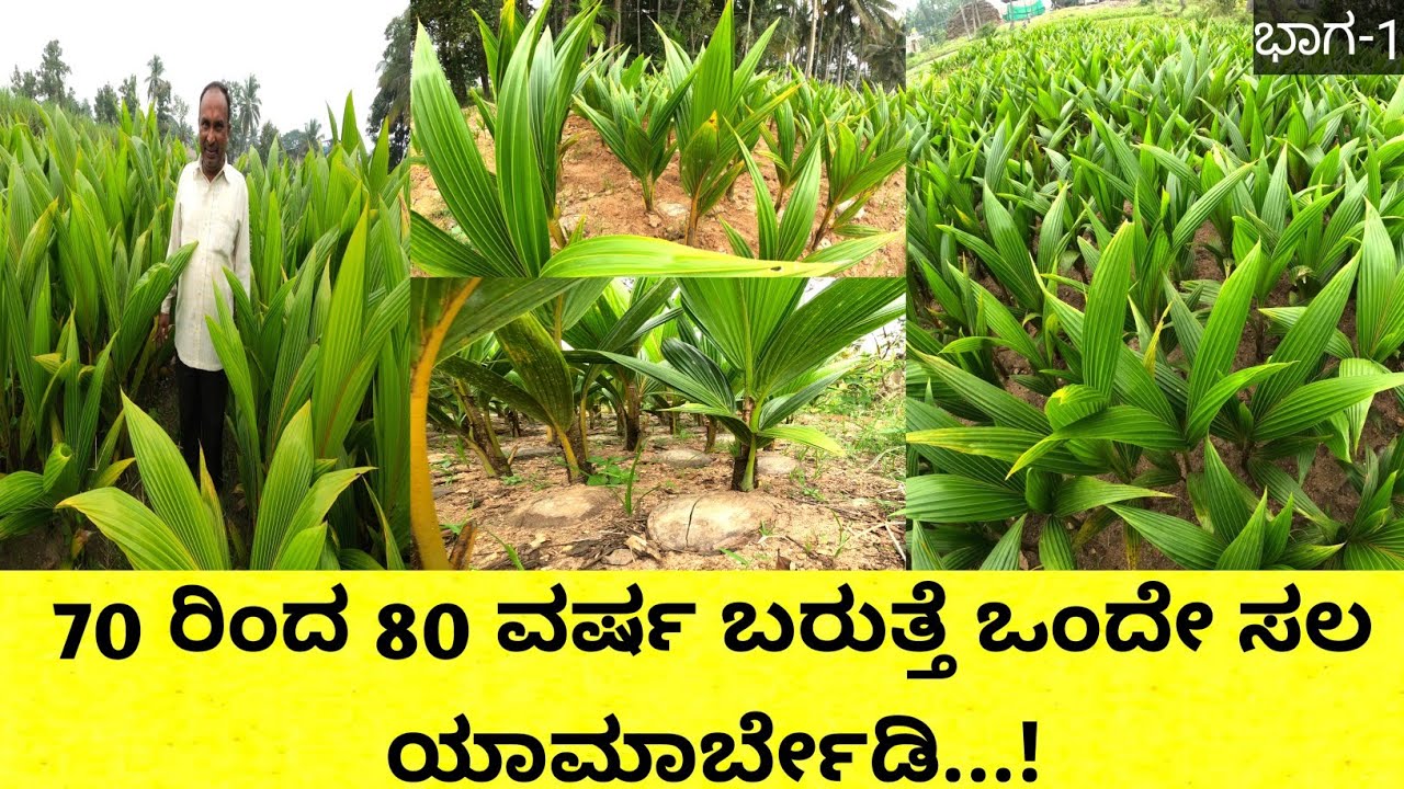 ತೆಂಗಿನ ಸಸಿಯನ್ನು ಹೇಗೆ ನಾಟಿ ಮಾಡಬೇಕು ಹಾಗೂ ಹೇಗೆ ಆರೈಕೆ ಮಾಡಬೇಕು.. ಎಷ್ಟು ವರ್ಷಕ್ಕೆ ಫಲ ಬಿಡುತ್ತದೆ ಎಷ್ಟು ವರ್ಷದ