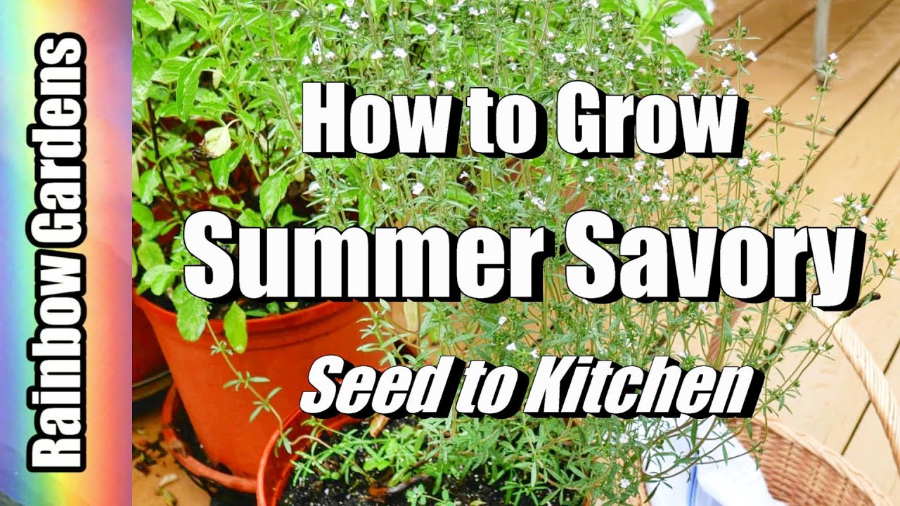 How to Grow Summer Savory, Savoury / Bohnenkraut , Seed to Kitchen, Plant, Care, Harvest, Drying