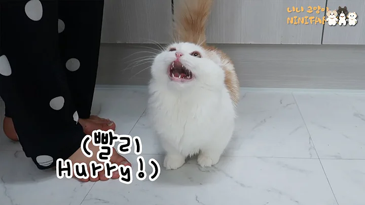 Watch the video about My Kitten Crying Loudly For Food! What the sounds? LOL