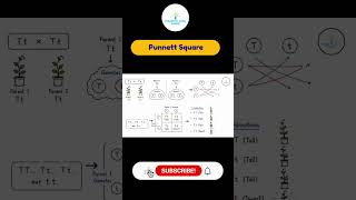 Punnett Square Explained in 60 Seconds | NEET Biology #shorts #shortsfeed
