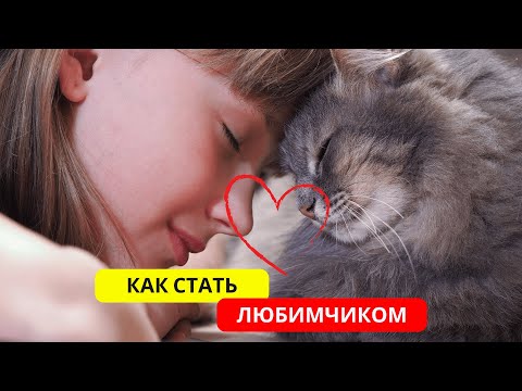 Как кошки выбирают своего любимого человека: Секреты кошачьей привязанности