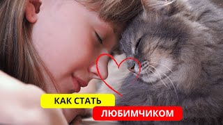 Как кошки выбирают своего любимого человека: Секреты кошачьей привязанности