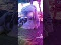 يازول يا زول ود الاشبه يازول يا زول ود الاشبه