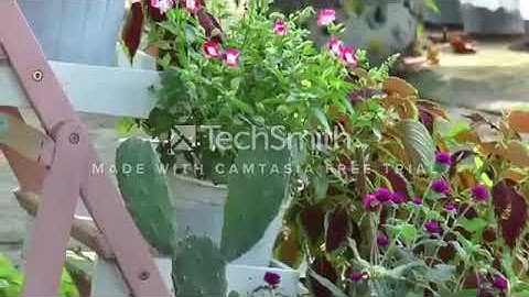 BÀI DỰ THI LÊ HỒNG PHONG TRONG TRÁI TIM TÔI  CHI ĐOÀN 10A8