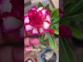 Rosa do deserto Red Make Up #fypシ #rosadodeserto #pink