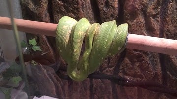 Emerald tree boa unboxing part2