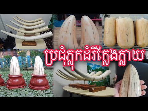 ប្រជុំភ្លុកដំរីក្លែងក្លាយ, True and False, ភ្លុកដំរីខ្លែងក្លាយ, khmer magic, #263