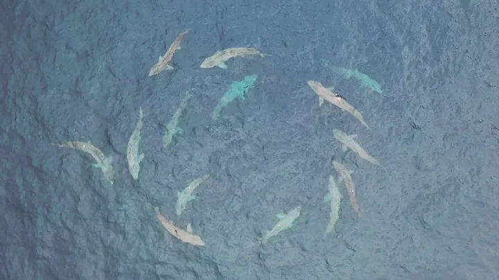 "Hundreds" of basking sharks courting off Co Clare coast