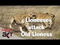 Pride of 6 Lionesses attack Old Female Lioness | CAUGHT IN THE ACT