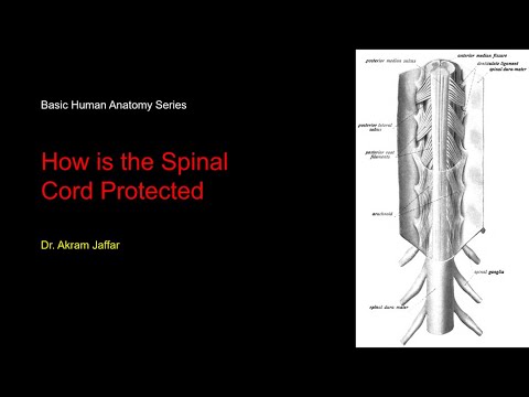 Video: Hoe wordt het ruggenmerg beschermd?