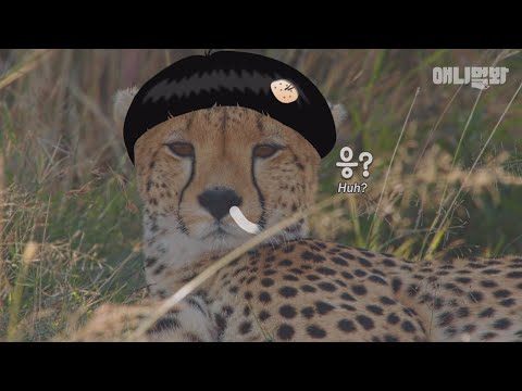 당신에게서 호섭이를 볼 줄은 꿈에도 몰랐다구욬 ㅣ The Secret Of A Cheetah You&amp;#39;d <strong>Never</strong> Knew <strong>Part</strong> 1