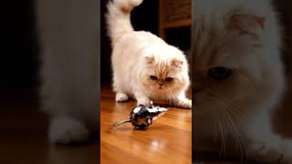 Irresistibly Cute Cats Purrfect Moments That Melt Hearts