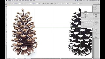 Long Leaf pine Cone Illustration