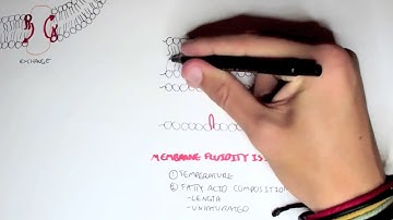 Biochemistry-Cell Membrane V   Membrane Dynamics