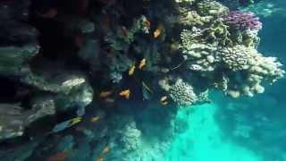 2014 04 04 Snorkeling in the Red Sea