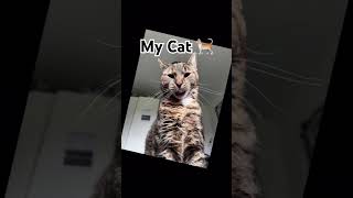 #cats