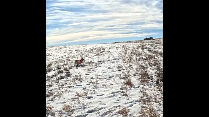 Colorado Pheasant Hunt in the Snow 23is3