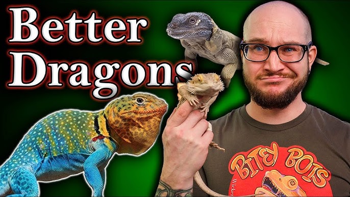 Four Reasons Bearded Dragons Aren't Pets