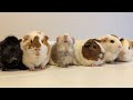 My guinea pig family