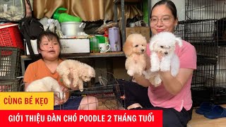 Cùng Bé Kẹo Giới Thiệu Đàn Chó Poodle Con 2 Tháng Tuổi Cực Đáng Yêu  Phương Cún TV