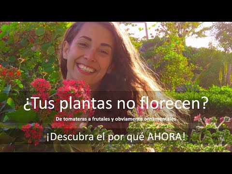Video: Flores Que No Caen De Rezukha