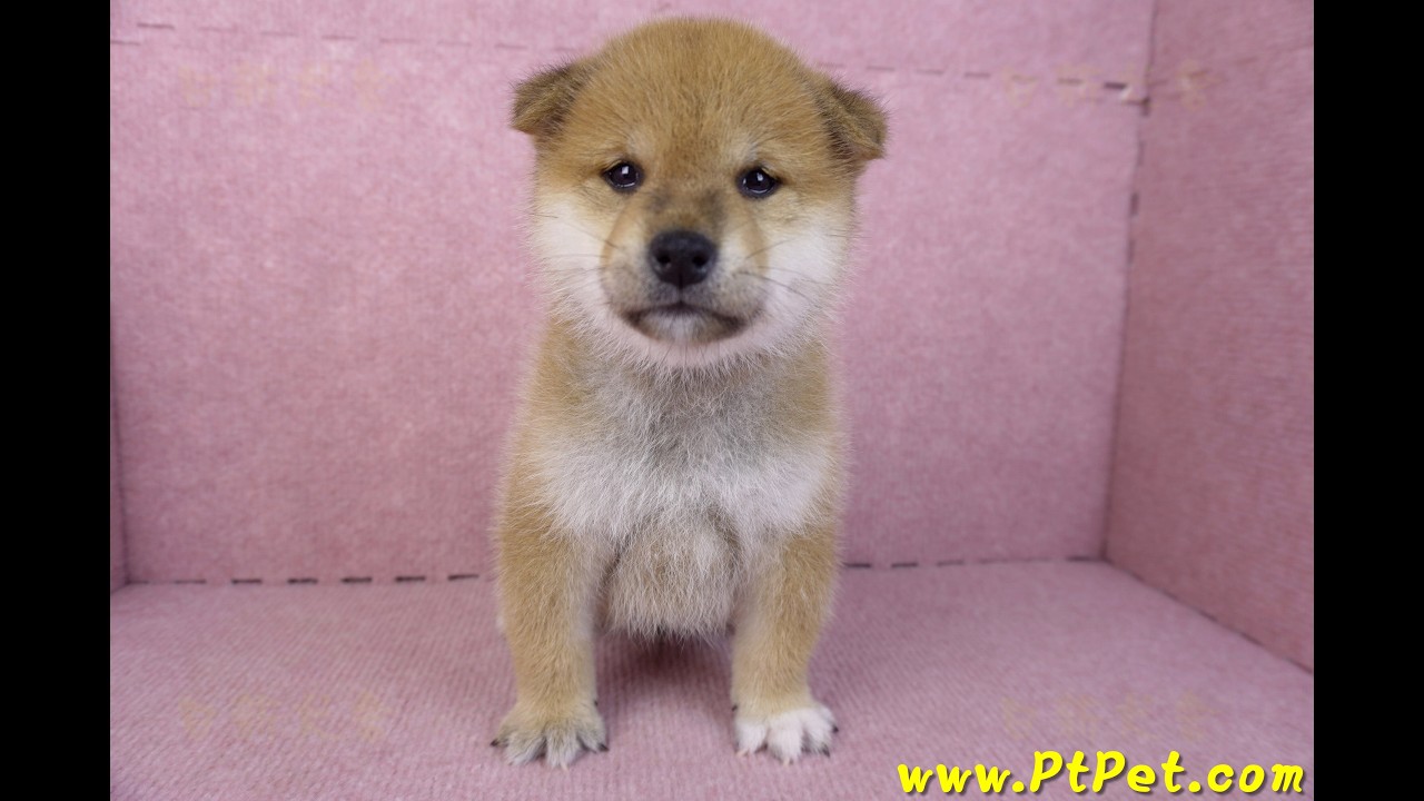 12/10赤色柴犬公幼犬| Shiba | 幼犬出售- 日新犬舍