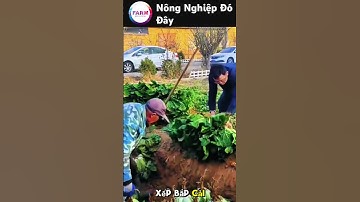Cách người Trung Quốc bảo quản bắp cải khiến ai cũng bất ngờ#farminglife#nongdan#nongnghiep#shorts