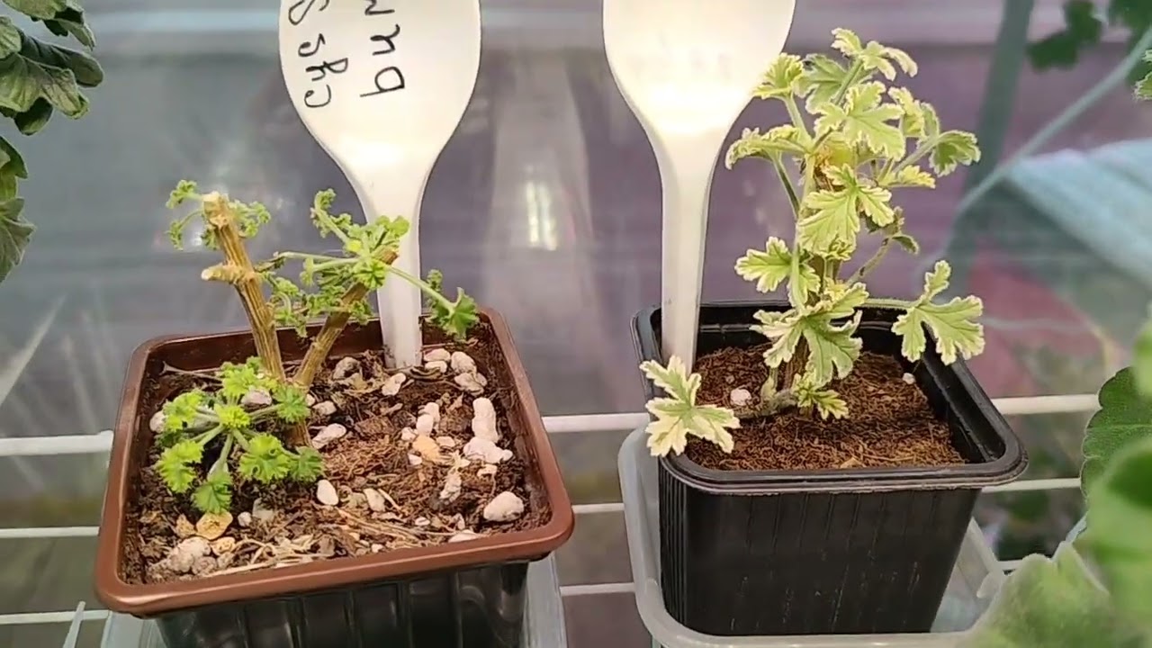 С Весной всех-всех!!! 🥰 Пеларгонии в конце зимы , пересадки и многое другое 🪴