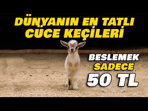 YENİ TREND: CÜCE KEÇİ YETİŞTİRİCİLİĞİ | AŞIRI TATLI CÜCE KEÇİLER!