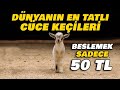 YENİ TREND: CÜCE KEÇİ YETİŞTİRİCİLİĞİ | AŞIRI TATLI CÜCE KEÇİLER!