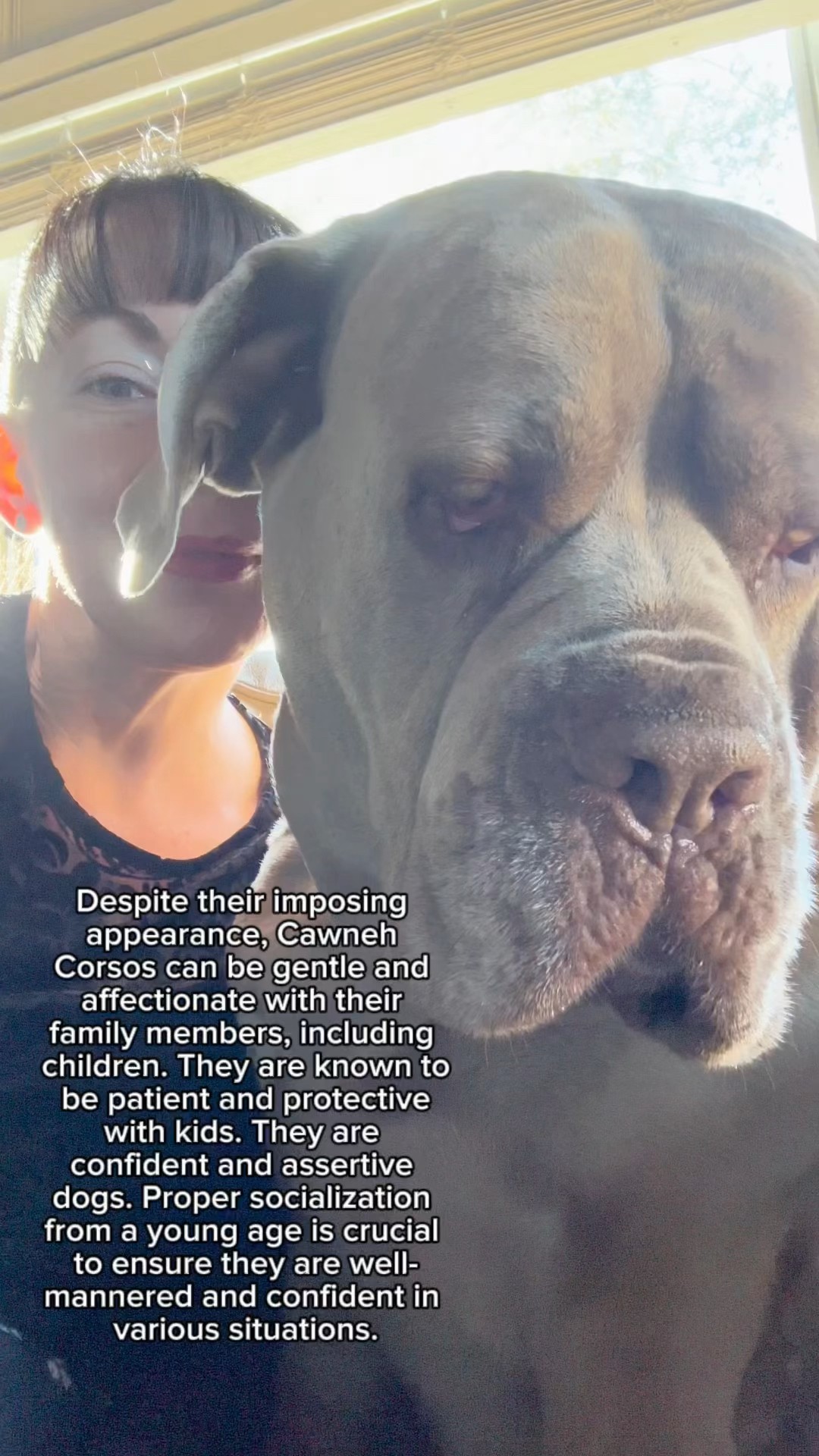 The Cane Corso Part 3 Pronounced KAH neh KOR so canecorso cutepets The Cane Corso Part 3 Pronounced KAH neh KOR so canecorso cutepets
