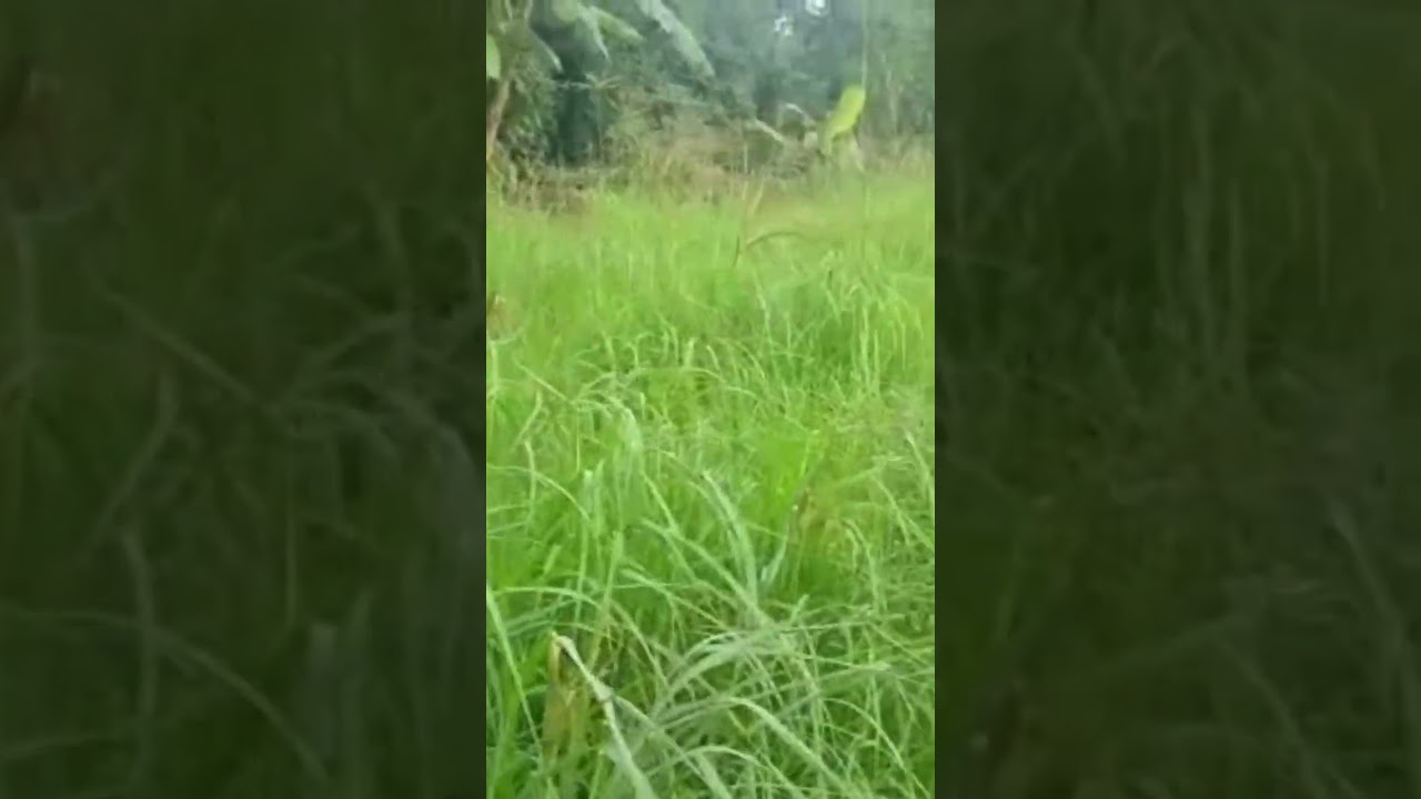 chloriss gayana or Rhodes grass garden